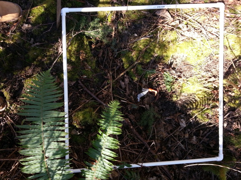 Kesselring plant survey