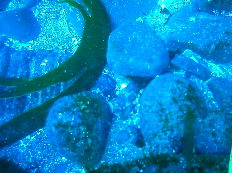 Seafloor Monitoring for Alaska Seafood Processors